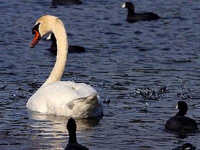 Photo Swan Animal