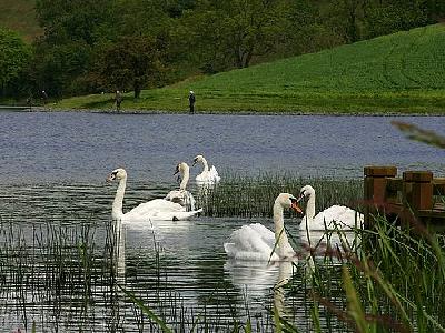 Photo Swans Animal