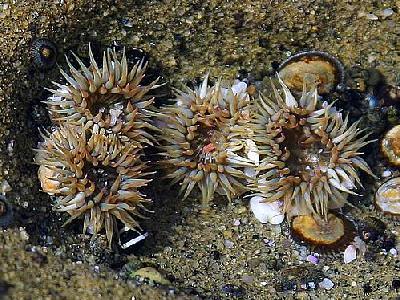 Photo Tidepool Animal