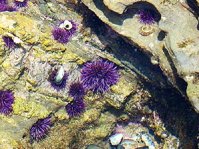 Photo Urchin Animal