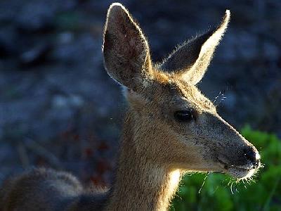 Photo White Tail Deer Animal