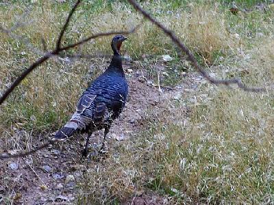 Photo Wild Turkey Animal