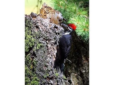 Photo Woodpecker Animal