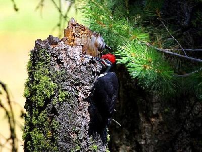 Photo Woodpecker 2 Animal