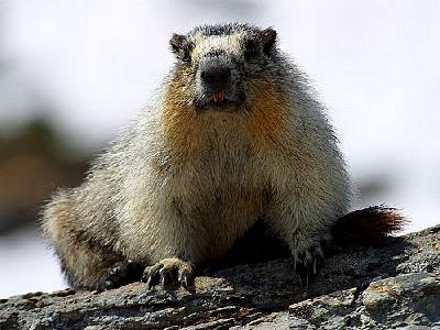 Photo Yellow Bellied Marmots Animal