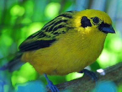 Photo Yellow Bird Animal