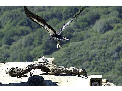 Photo Condor Animal