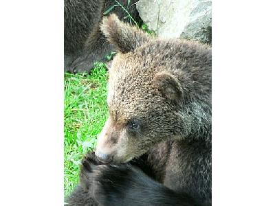 Photo Bear Eating Animal
