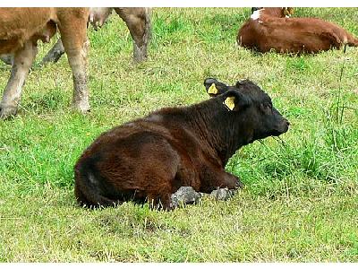 Photo Black Calf Lying In Pasture Animal