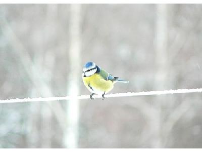 Photo Blue Tit On Clothesline Animal