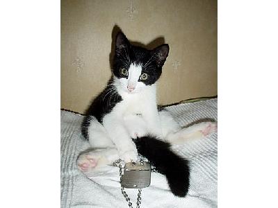 Photo Cat Sitting On Bed Animal