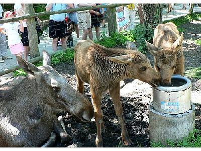 Photo Elk Calves Drinking Animal