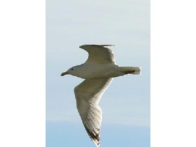 Photo Flying Seagull Close Up Animal