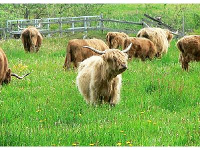 Photo Long Horned Cattle 2 Animal