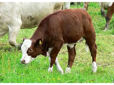 Photo Red And White Calf 2 Animal