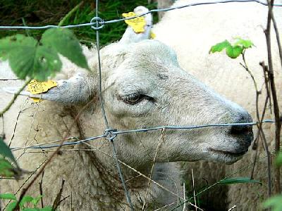 Photo Sheep Behind Fence Animal