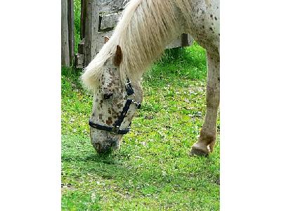 Photo White Horse Close Up Animal