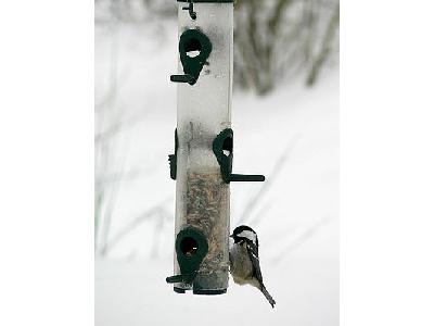 Photo Willow Tit Visiting Birdfeeder Animal