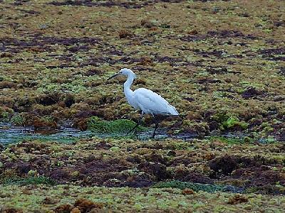 Photo Bird 7 Animal