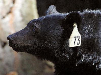 Photo Black Bear Animal
