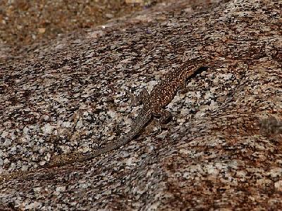 Photo Camouflaged Lizard Animal