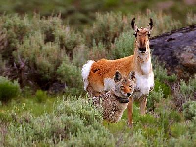 Photo Coyote And Antelope Animal