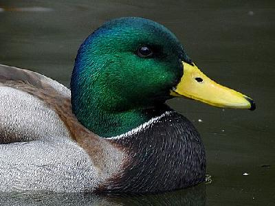 Photo Duck Animal