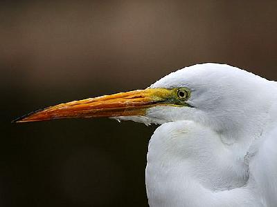 Photo Egret Animal