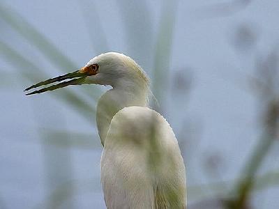 Photo Egret 4 Animal