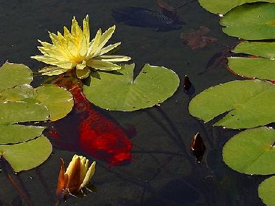 Photo Goldfish And Water Animal