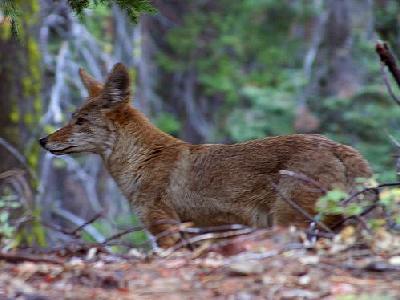 Photo Grey Foxes Animal