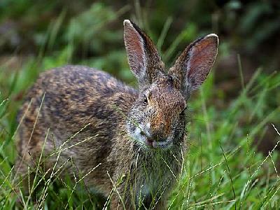 Photo Rabbit Animal