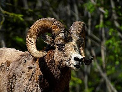 Photo Rocky Mountain Bighorn Sheep Animal