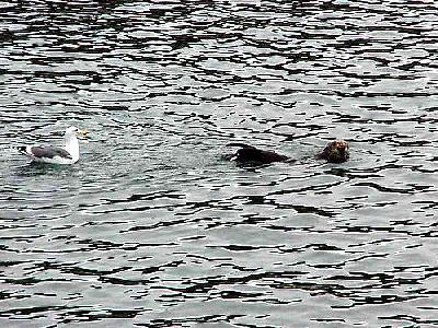 Photo Seal 2 Animal