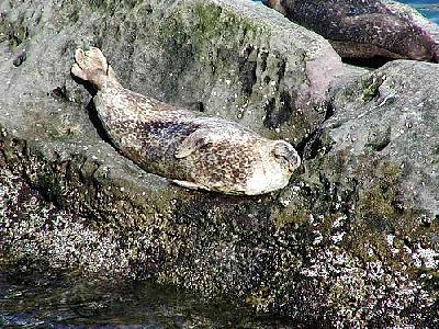 Photo Seals 5 Animal