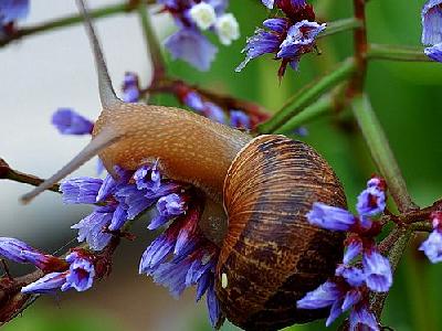 Photo Snail Animal