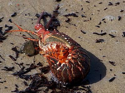 Photo Spiny Lobsters Animal