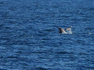 Photo Whale Tail Animal