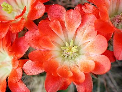 Photo Cactus 100 Flower