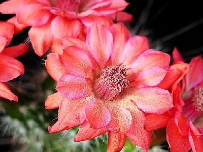 Photo Cactus 101 Flower