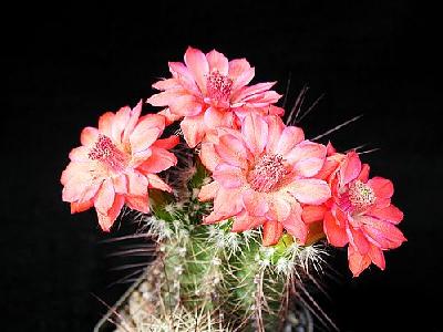 Photo Cactus 102 Flower