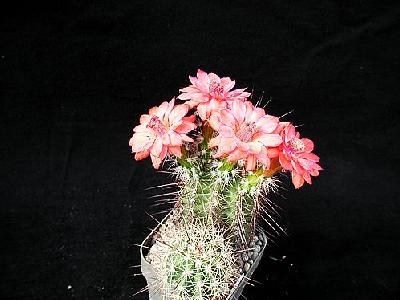 Photo Cactus 103 Flower