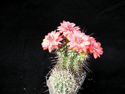 Photo Cactus 104 Flower