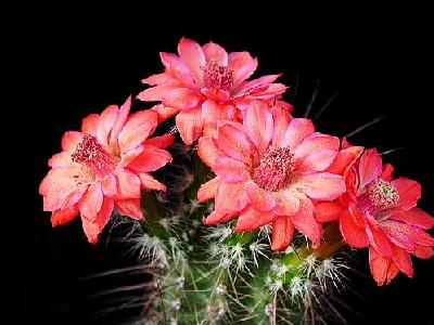 Photo Cactus 105 Flower