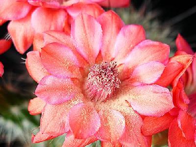 Photo Cactus 106 Flower