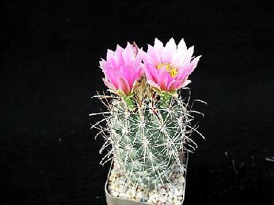 Photo Cactus 108 Flower