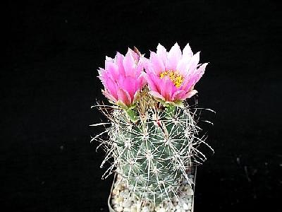 Photo Cactus 109 Flower