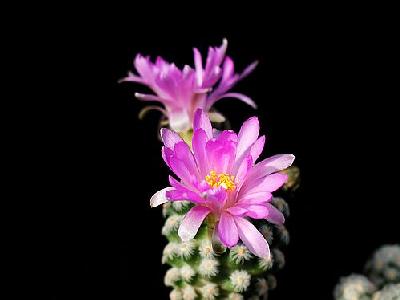 Photo Cactus 11 Flower