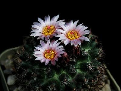 Photo Cactus 111 Flower