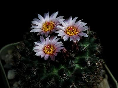 Photo Cactus 113 Flower